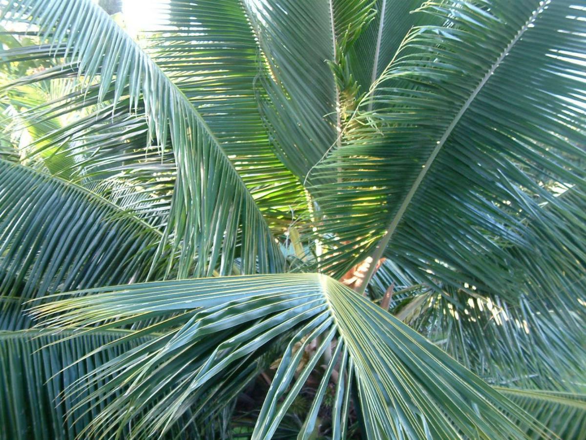 The Great Kona Escape Villa Kailua-Kona Exteriör bild
